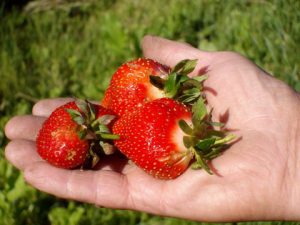 Mildred's Drumlin Farm strawberries