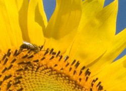 bee-sunflower2-250x181