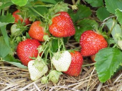 strawberries-2067-250x187