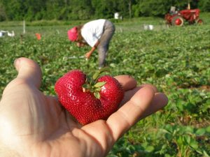 Picking Your Own Strawberries!